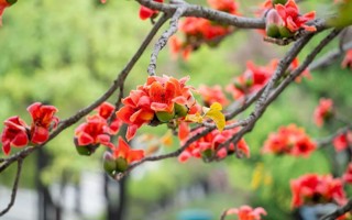 四个绝佳点位！世界杯官网木棉花观赏地图来了